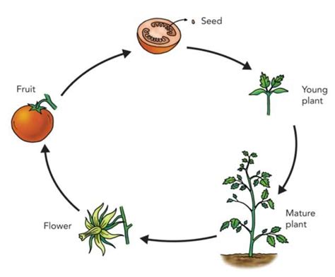 Image result for plant life cycle | Plant life cycle, Life cycles, Plant science