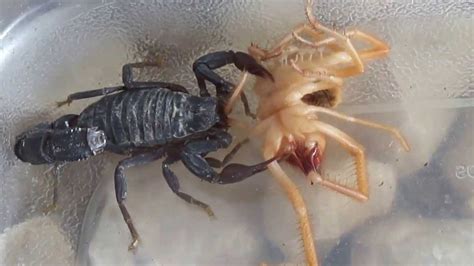 Arabian fat-tailed scorpion feeding on camel spider - YouTube