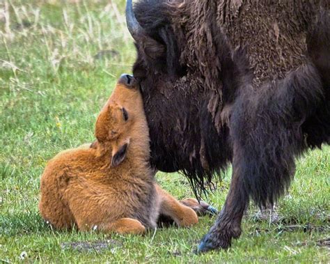 Wild Bison Find Their Way Home to Tribal Lands - The National Wildlife ...