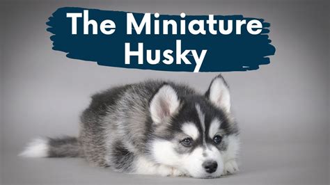 Miniature Husky Cost - Photos All Recommendation