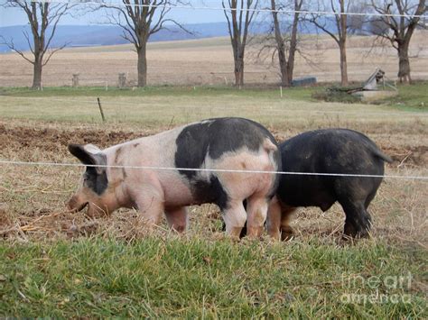 Two Pigs on an Amish Farm Photograph by Christine Clark - Pixels