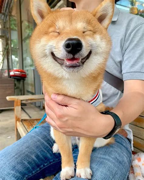 This Cute Shiba Inu's Smile Can Make Everyone Smile - ilovedogscute.com