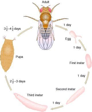 Figure 2-11. Life cycle of Drosophila melanogaster, the common fruit fly. in 2021 | Life cycles ...