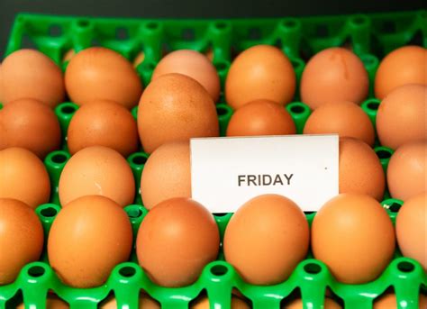 Organic Eggs vs Regular Eggs – what’s the difference? - Honestly Farm ...