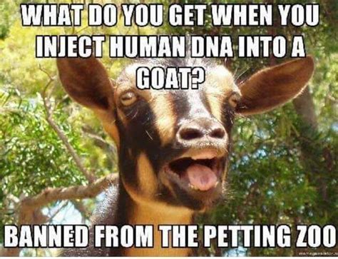 Funny Goat Meme