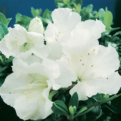 Gumpo White Dwarf Azalea-Dwarf Evergreen Azalea. Dense, Low & Mounding ...