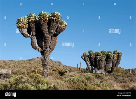 Giant Groundsel (Dendrosenecio kilimanjari), near the Horombo Huts ...