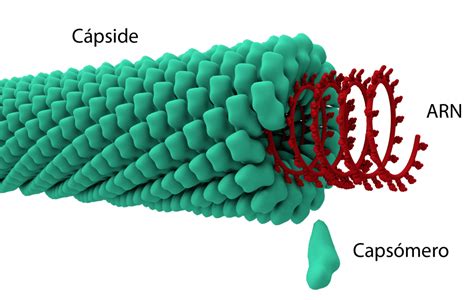 Cápside, la envoltura proteica de los virus - Curiosoando