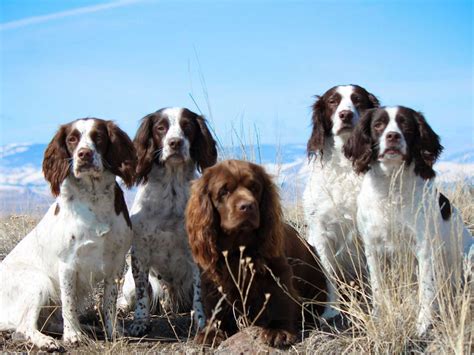 Field bred springer spaniel puppies oregon