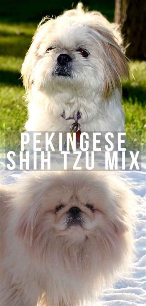 Pekingese Shih Tzu Mix – A Big Personality in a Small Package