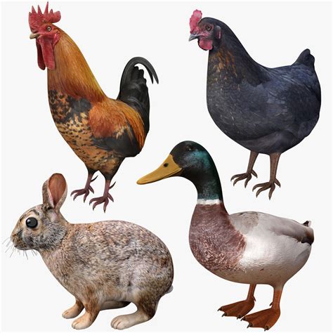 Realistic farm animals model - TurboSquid 1399749