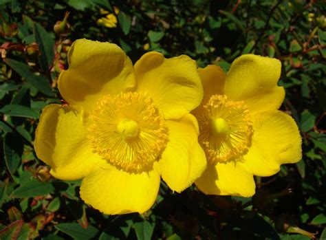 Yellow Flowering Bush Free Stock Photo - Public Domain Pictures