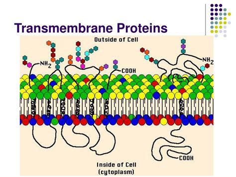 PPT - Transmembrane Protein Prediction PowerPoint Presentation, free ...