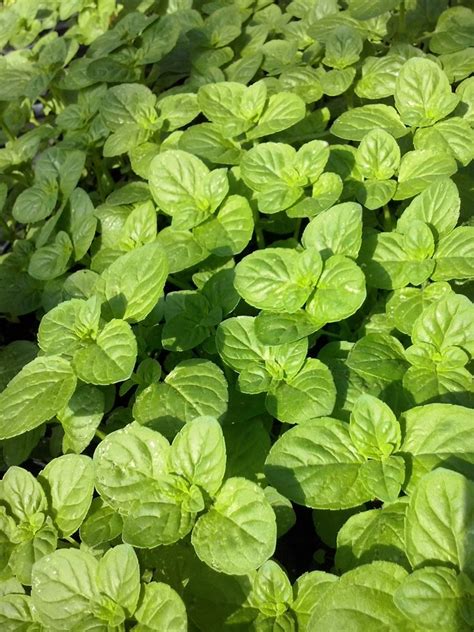 6 Japanese Mint herb Plants Plug Plants, Unusual Mint in The UK: Amazon ...