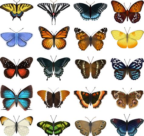 Butterfly Identification Chart on Behance