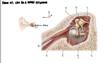 ear canal Diagram | Quizlet