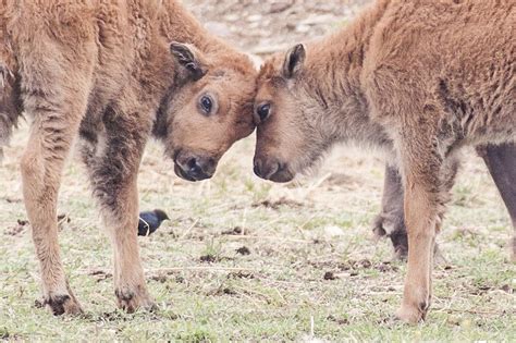 Northern Colorado bison project uses high-tech breeding to halt disease and conserve an icon