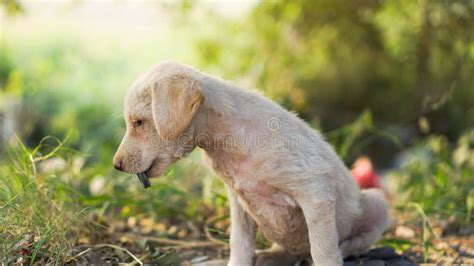 A Poor Dog Puppy with Bottle Cap in Mouth and Beautiful Background Bokeh. Stock Photo - Image of ...