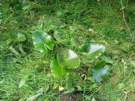 Nuphar lutea (L.) Sm. | Plants of the World Online | Kew Science