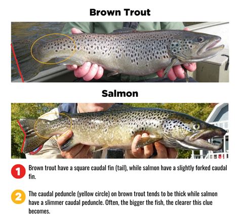 Landlocked Salmon and Brown Trout – Tips for Identifying Your Catch | IFW Blogs