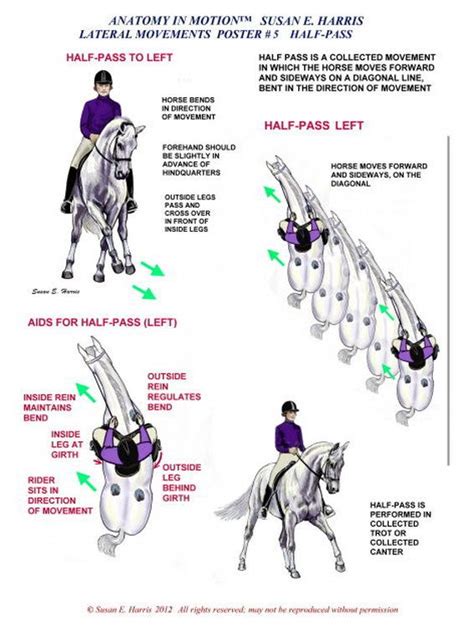 Lateral Movements (set of 6) | anatomy-in-motion | Horse lessons, Horse riding tips, Dressage horses