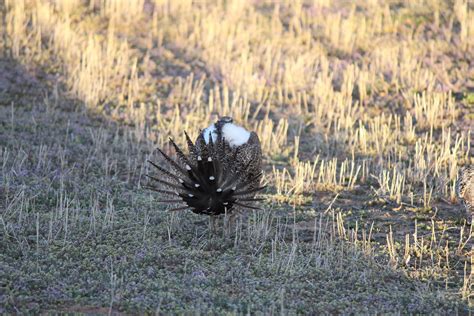 IMG_3368 | WildEarth Guardians | Flickr