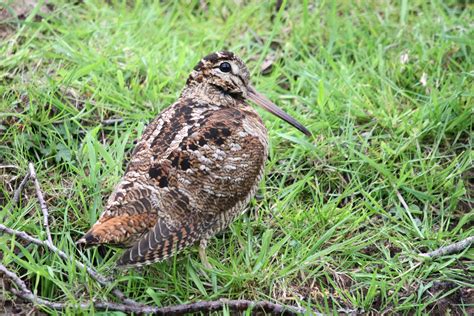 Eurasian Woodcock by Jamie Sample - BirdGuides