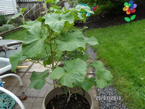 Cucumber Plants Images - Plants BC