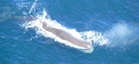 File:Sperm whale 12.jpg - Wikipedia