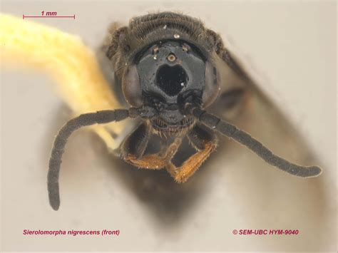 Sierolomorphidae