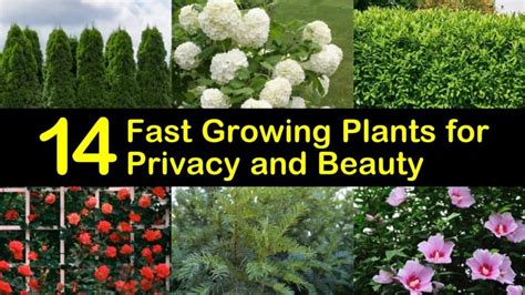 14 Fast Growing Plants for Privacy and Beauty