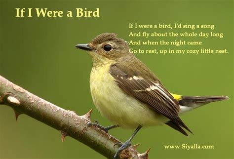 Yahoo Image Search | Kids poems, Bird poems, Birds for kids