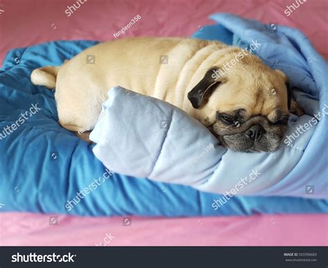 Fat Lazy Pug Dog Puppy Sleep Stock Photo 503396683 | Shutterstock