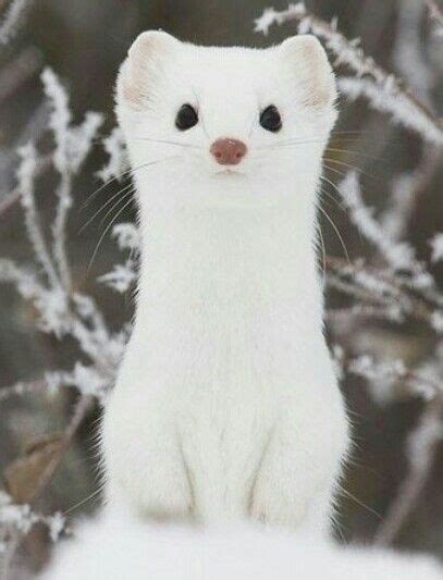 a white ferret standing on its hind legs in front of some snow covered ...