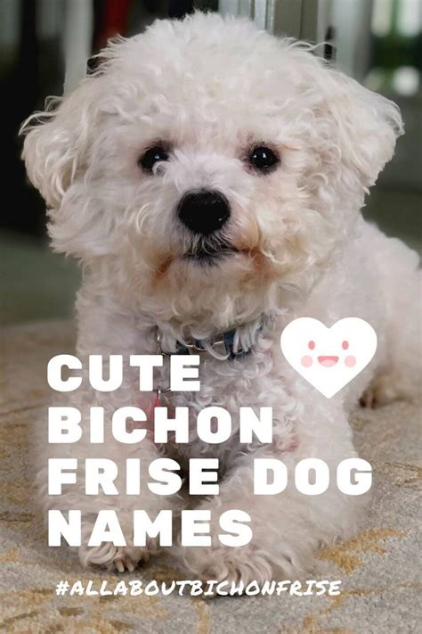 Cute Bichon Frise Dog Names | Bichon frise dogs, Dog names, Bichon frise