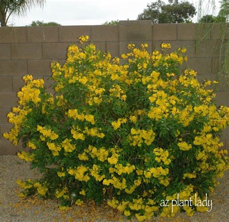 Arizona Yellow Bells (Tecoma stans stans) full sun | Front yard plants, Desert landscaping ...