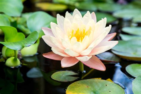 How to Grow and Care for Water Lilies and Lotus