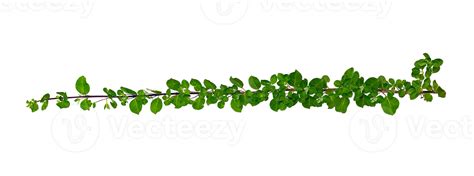 leaf vine Isolate on transparent background PNG file 13483461 PNG