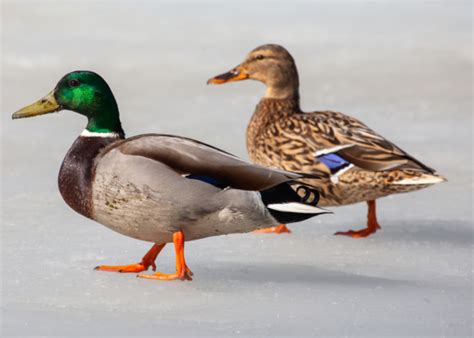 Mallard Ducks - Get to Know More About These Flying Wild Ducks