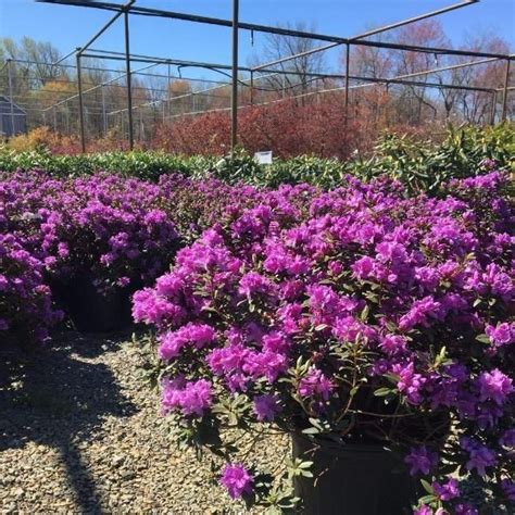 Purple Gem Rhododendron | Rhododendron, Evergreen shrubs, Dwarf ...