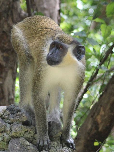 Barbados Wildlife Encounters – Picture The South