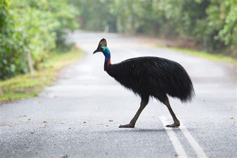 Ten reasons a bridge over the Daintree is a terrible idea - Rainforest 4