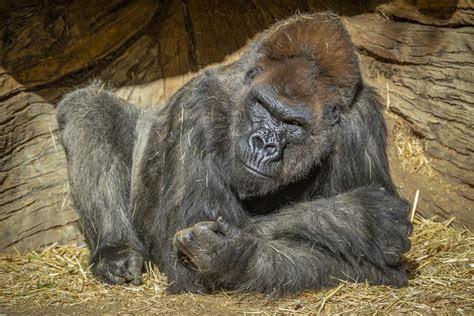 Geriatric gorilla Winston leads troop as he's treated for ongoing cardiac, joint issues - The ...