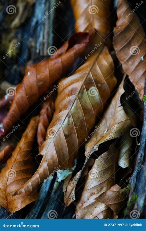 Deciduous leaves stock image. Image of tree, fall, nature - 27371997