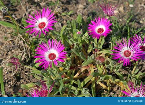 Dorotheanthus Bellidiformis Flowers Stock Photo - Image of vegetation ...