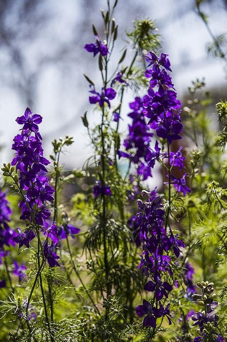 Purple wildflowers of Texas. | Amber Kresge Photography | Pinterest