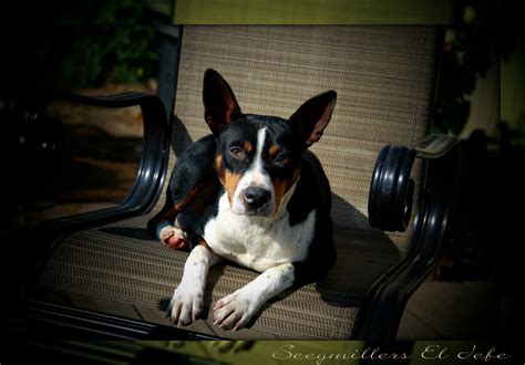 Top 10 Dog Breeds Ideal for Catching Rats - PetHelpful