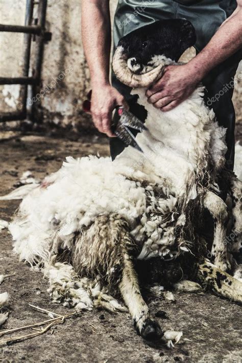 Sheep Shearing — Stock Photo © fedevphoto #54543025