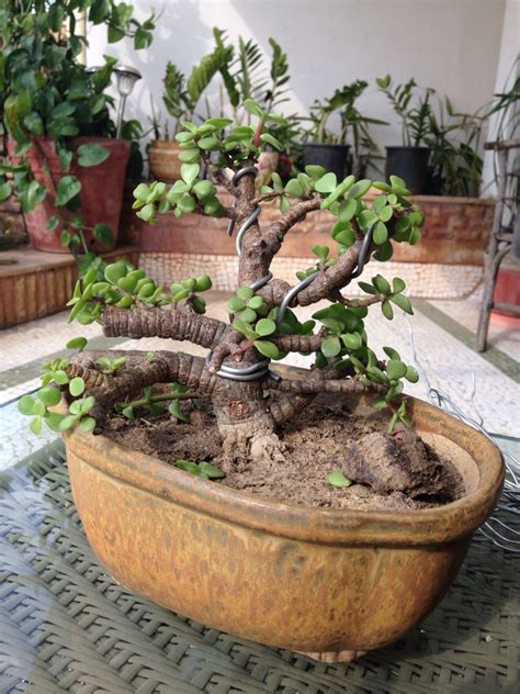 36+ How To Bonsai Jade Plant Image - Hobby plan