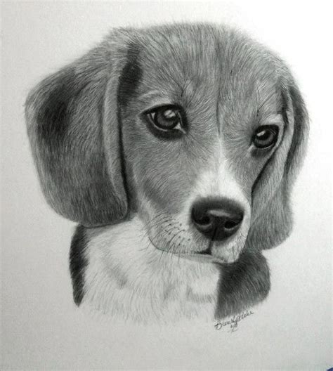 Beagle – Friendly and Curious in 2020 | Dieren tekenen, Realistische ...